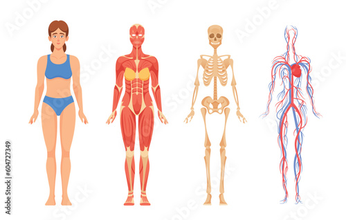 Female Anatomy, Skeletal System, Framework Of Bones, Muscular System, Muscles Allowing Movement Vector Illustration