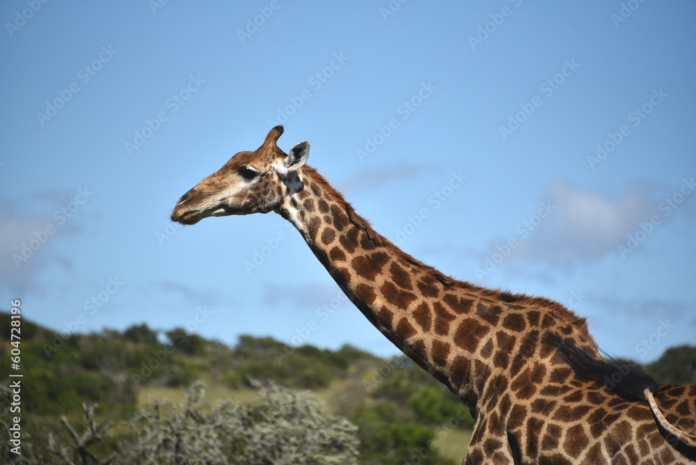 Africa- Large Format Close Up Portrait of a Wild Giraffe Against a Blue Sky
