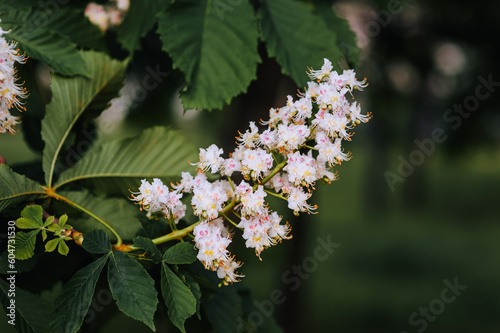 Flowering of beautiful chestnut flowers on a tree branch in spring. Photography, nature.
