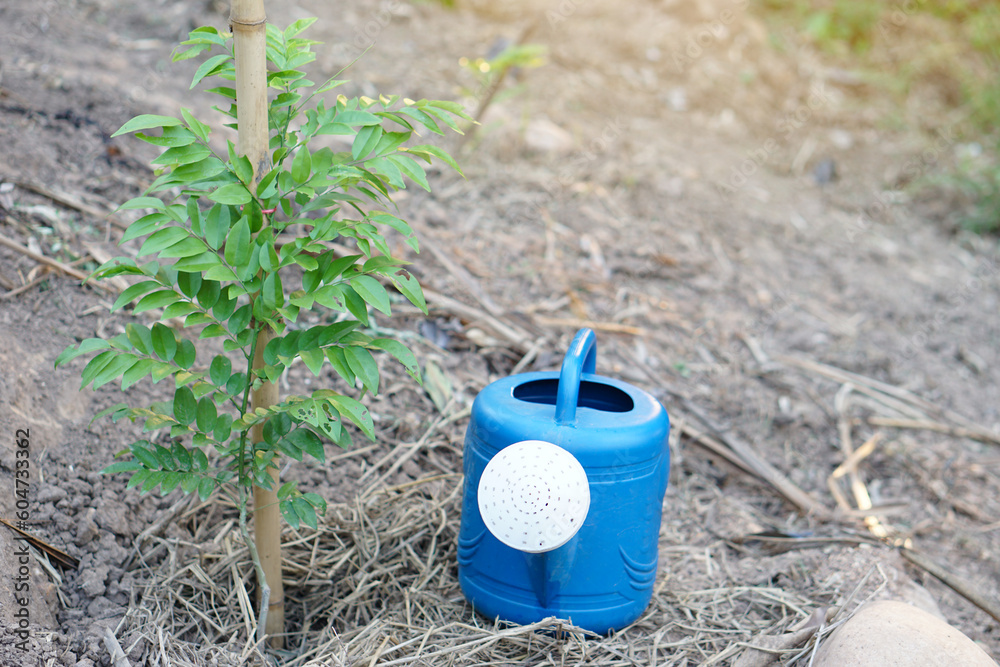 Blue watering can and young plant. Concept, taking care plant after growing. Grow trees for enhance oxegen and forest area and environment. Stop global warming. Blue watering can and young plant. Concept, taking care plant after growing. Grow trees for enhance oxegen and forest area and environment. Stop global warming.