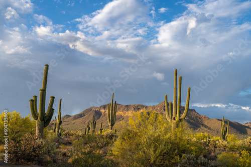 Usery Mountain Regional Park Central Arizona, America, USA. © jon manjeot