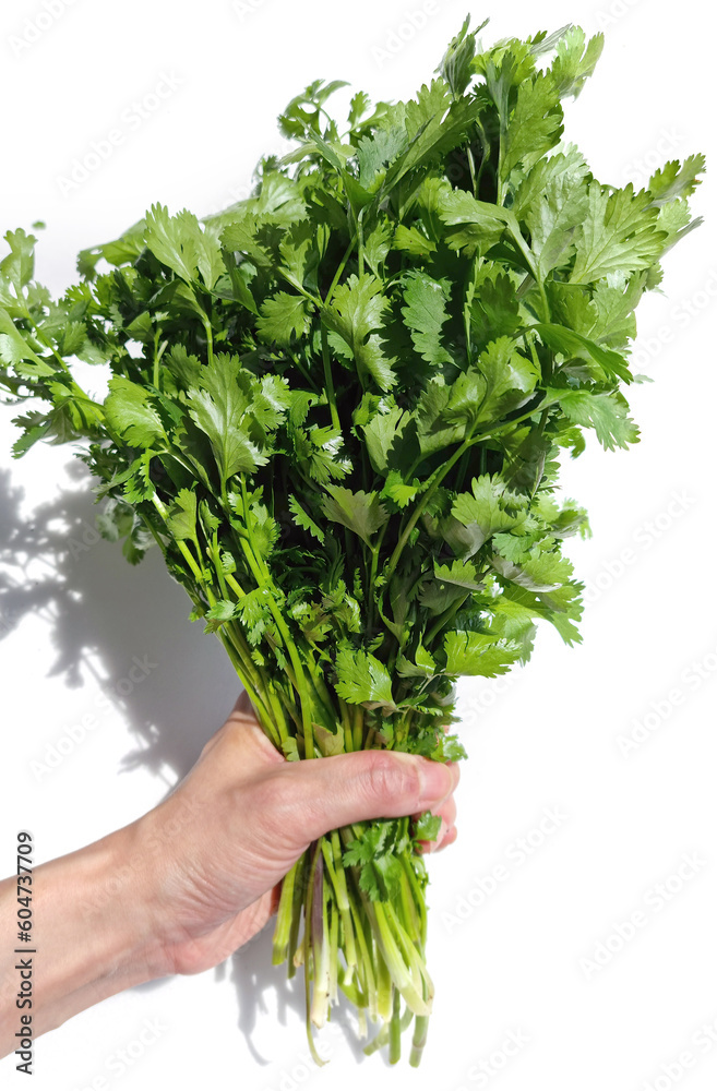 A bunch of coriander being held by hand. A bunch of coriander being held by hand.