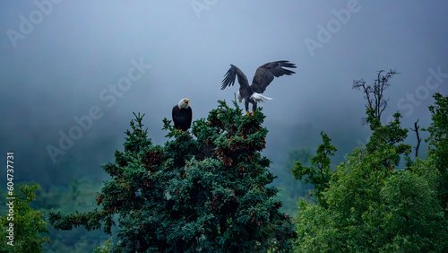 Bold Eagle