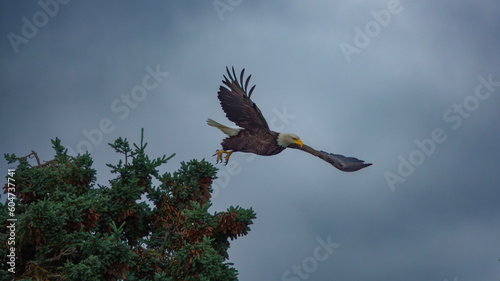 Bold Eagle