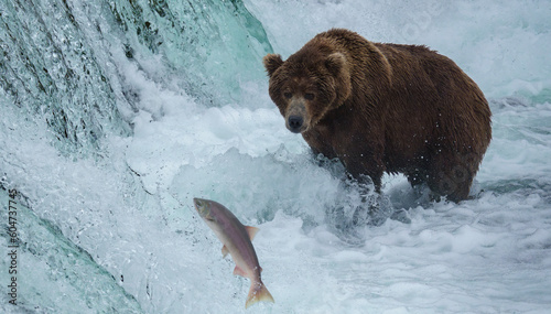 Brown Bear