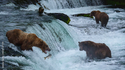 Brown Bear