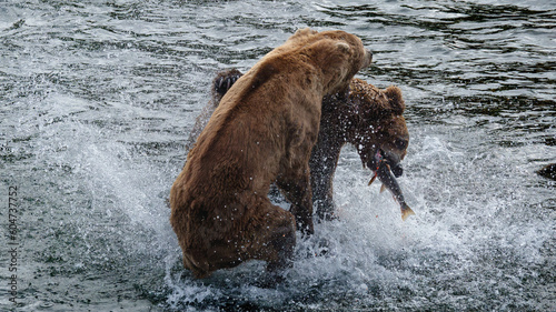 Brown Bear