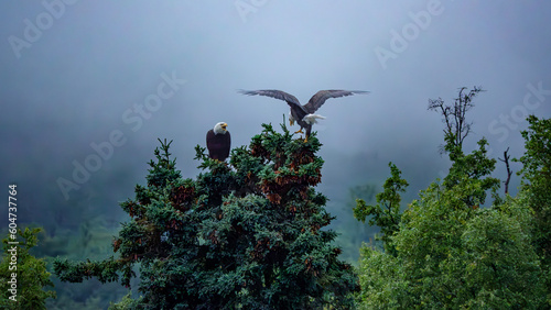 Bold Eagle