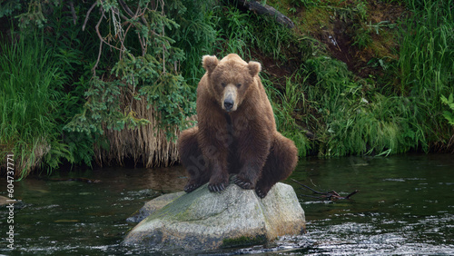 Brown Bear