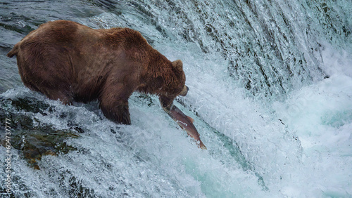 Brown Bear