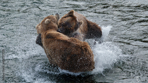 Brown Bear