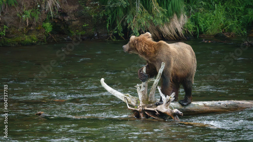 Brown Bear