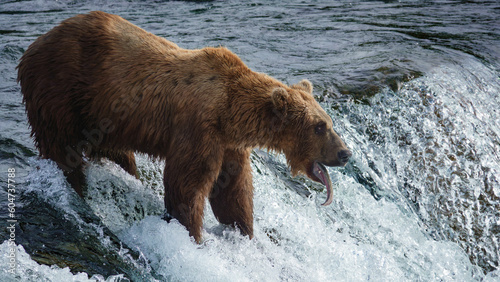 Brown Bear