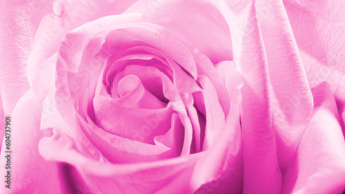 Rose macro - stacked image
