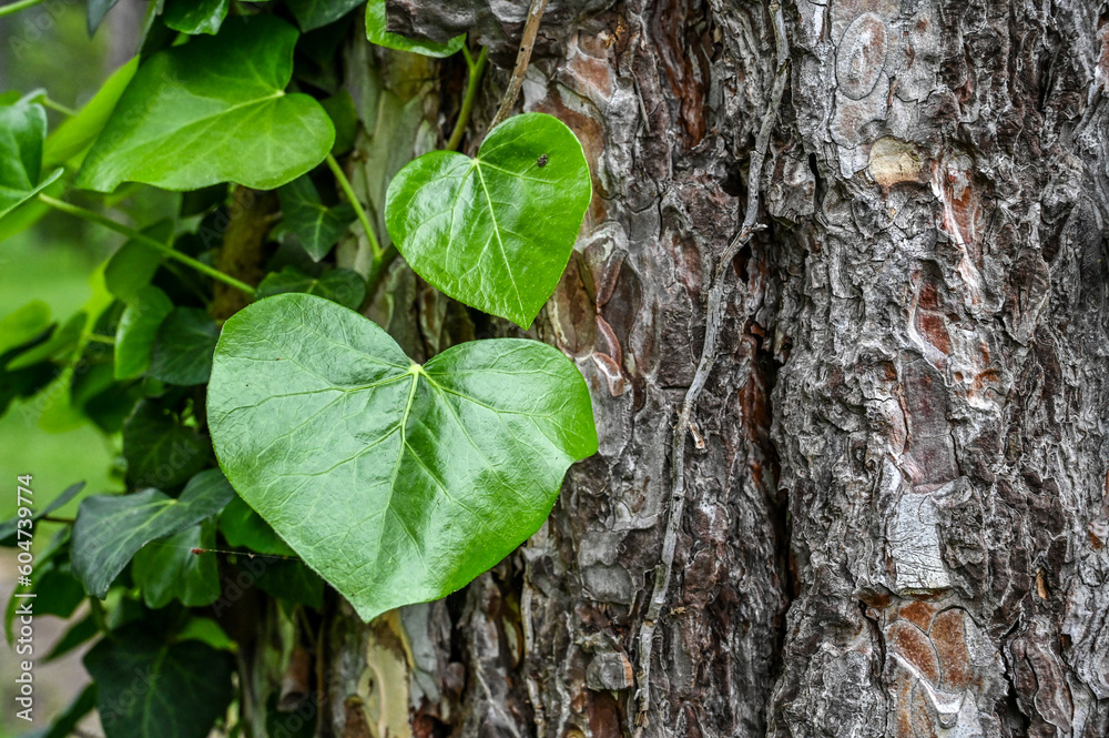 Ivy grows on a tree in forest.