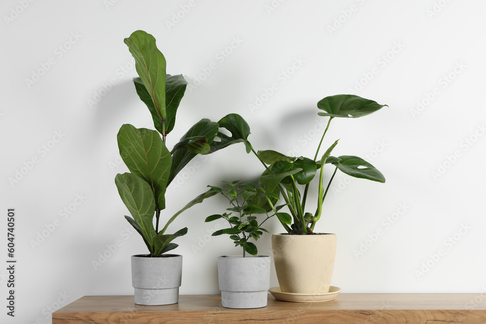 Obraz premium Many different houseplants in pots on wooden table near white wall