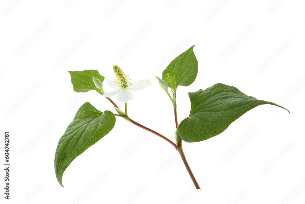 Naklejka premium blooming houttuynia plant isolated on a white background
