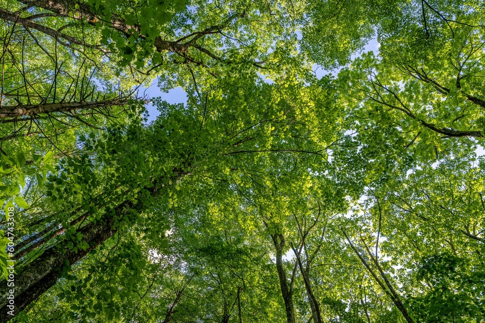Fototapeta premium forest
