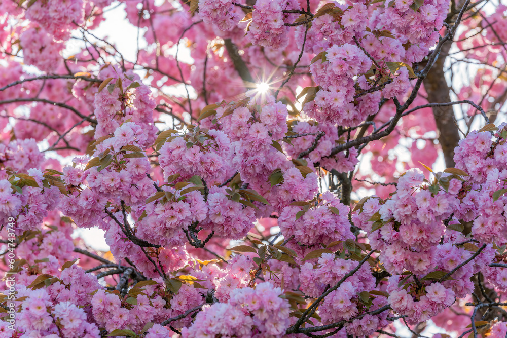 Sonnenstrahlen durch Kirschblüten-Baum Sonnenstrahlen durch Kirschblüten-Baum