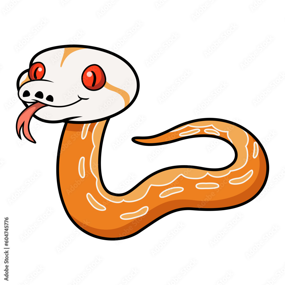 Fototapeta premium Cute albino sunfire tiger het genetic stripe reticulated python