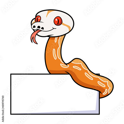 Cute albino sunfire tiger het genetic stripe reticulated python with blank sign