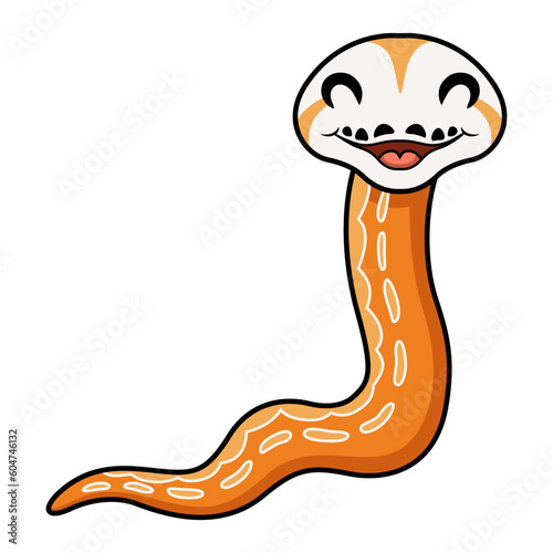 Cute albino sunfire tiger het genetic stripe reticulated python