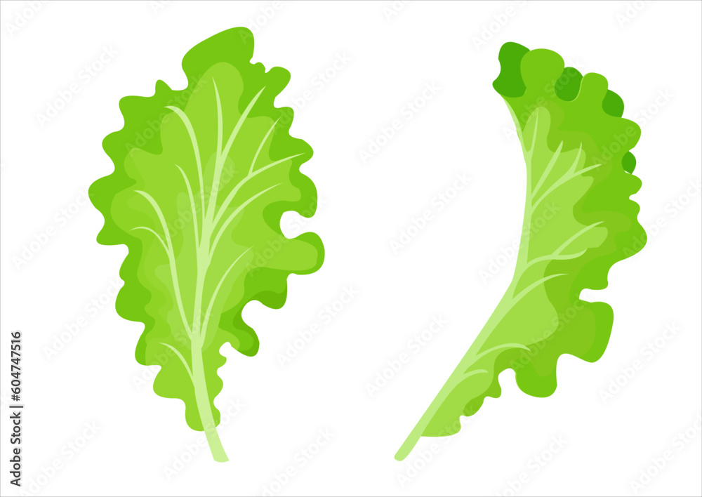 vector illustration of lettuce leaves, fresh vegetables - obrazy, fototapety, plakaty 