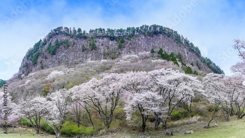 満開の山桜に囲まれた屏風岩公苑のパノラマ情景 photo