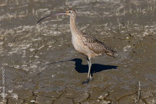 Close up of a long-billed curlew, seen in the wild in  a North California marsh