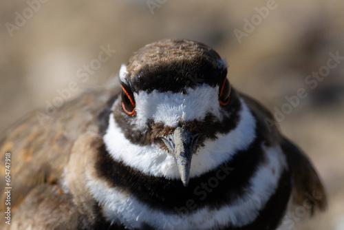 Extremely close view of a Killdeer, seen in the wild in a North California marsh photo