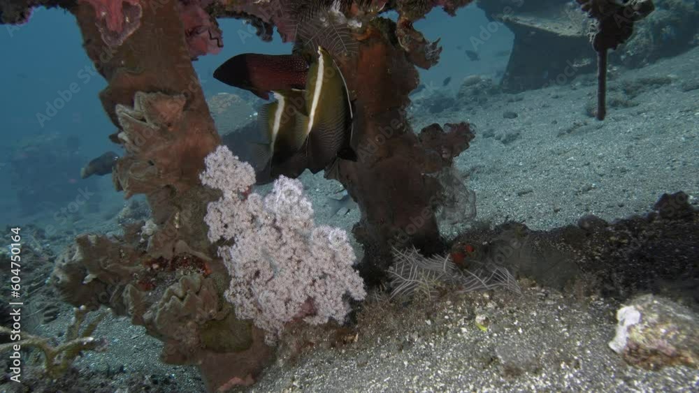 Two fish hid under an artificial reef next to beautiful soft coral.
Horned Bannerfish (Heniochus varius). ID: a pair of horns above the eyes.