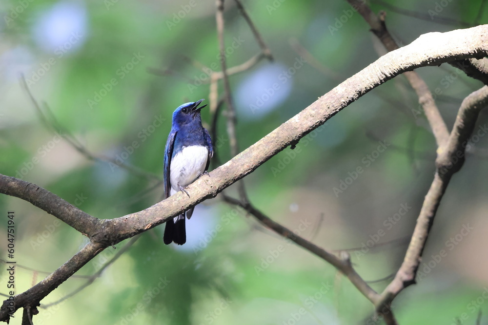 Blue-and-White Flycatcher (Cyanoptila cyanomelana) male in Japan Blue-and-White Flycatcher (Cyanoptila cyanomelana) male in Japan