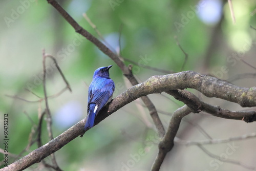 Blue-and-White Flycatcher (Cyanoptila cyanomelana) male in Japan photo