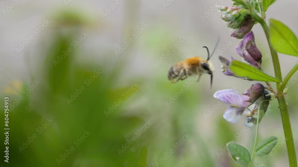 Honeybee on Vetch flower flies off and exits frame in Macro 20% slow-motion. The beautiful bee goes from flower to flower with its tongue (known as glossa) out to extract nectar from the deep flowers. Honeybee on Vetch flower flies off and exits frame in Macro 20% slow-motion. The beautiful bee goes from flower to flower with its tongue (known as glossa) out to extract nectar from the deep flowers.