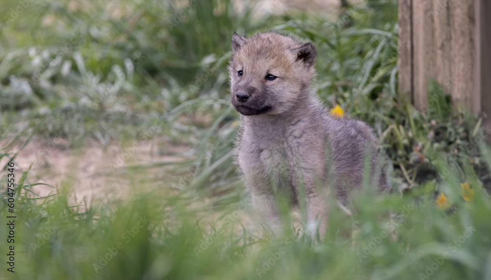 Fototapeta premium Wolf Pup, Nature's Young Explorer. Alert Wolf Pup Steps Out of Den, Eagerly Discovering Its Surroundings. Wildlife Photography.