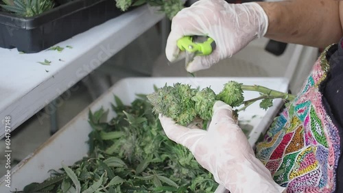 Marijuana leaf trimming. A worker cuts fresh cannabis flower buds with scissors