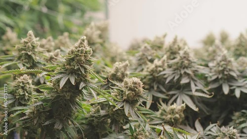 In a greenhouse, premium cannabis plants are prepped for harvest.