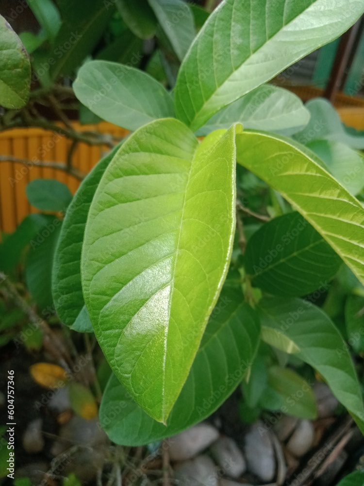 Obraz premium Lime leaves