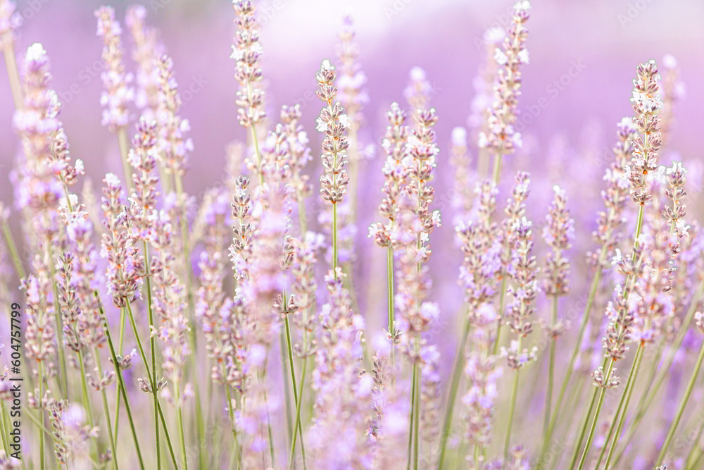 Lavender bushes closeup on sunset. Sunset gleam over purple flowers of lavender. Provence region of France. Lavender bushes closeup on sunset. Sunset gleam over purple flowers of lavender. Provence region of France.