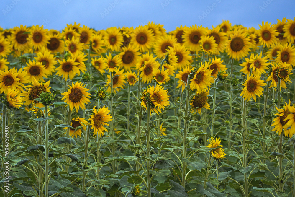 Obraz premium field of sunflowers