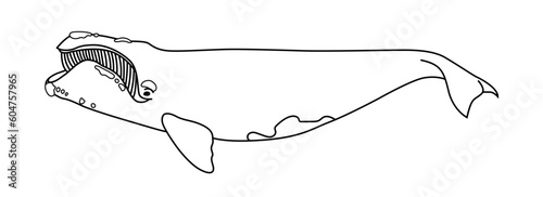 North atlantic right whale on line illustration