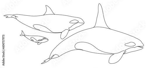 Orca killer whale on line illustration