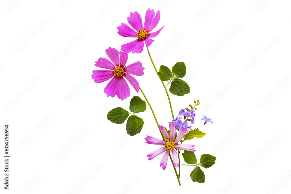 purple flowers cosmos arrangement flat lay postcard style