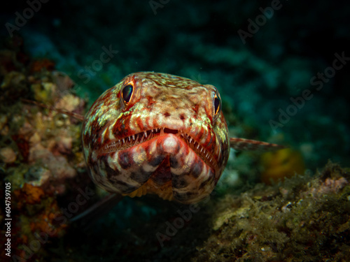 Reef Lizardfish. Shot in Anilao, Batangas, Philippines