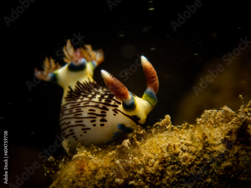 Nudibranch (𝘕𝘦𝘮𝘣𝘳𝘰𝘵𝘩𝘢 𝘭𝘪𝘯𝘦𝘰𝘭𝘢𝘵𝘢)
Shot in Anilao, Batangas, Philippines