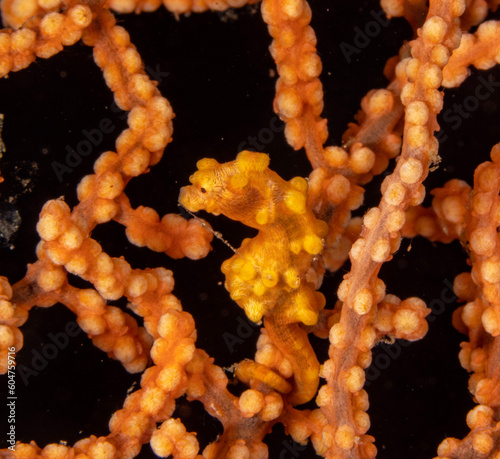 Bargibant's Pygmy Seahorse (𝘏𝘪𝘱𝘱𝘰𝘤𝘢𝘮𝘱𝘶𝘴 𝘣𝘢𝘳𝘨𝘪𝘣𝘢𝘯𝘵𝘪) - yellow and orange variant
Shot in Anilao, Batnagas, Philippines