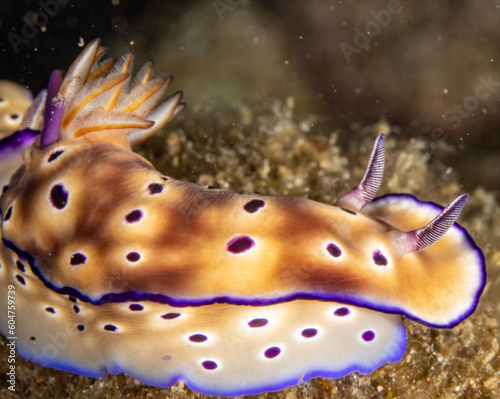 Nudibranch (𝘎𝘰𝘯𝘪𝘰𝘣𝘳𝘢𝘯𝘤𝘩𝘶𝘴 𝘬𝘶𝘯𝘪𝘦𝘪)
Shot in Anilao, Batangas, Philippines 