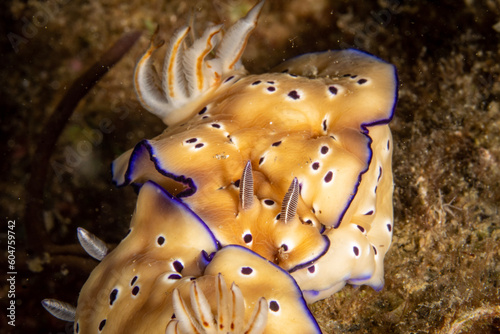 Nudibranch (𝘎𝘰𝘯𝘪𝘰𝘣𝘳𝘢𝘯𝘤𝘩𝘶𝘴 𝘬𝘶𝘯𝘪𝘦𝘪)
Shot in Anilao, Batangas, Philippines 