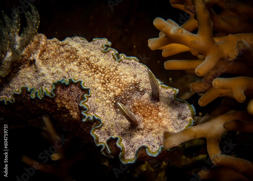 Nudibranch (Glossodoris sp. cf. cincta)
Shot in Anilao, Batangas, Philippines