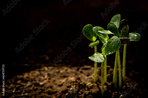 plant in the rain